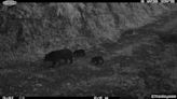 台東林道「母熊帶2寶寶」攀爬山壁 1家3口散步珍貴畫面曝光！