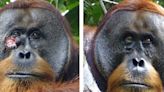 Los orangutanes ya se curan solos, el reino animal nos desafía