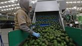 ¿Por qué Estados Unidos suspendió la importación de aguacate mexicano? Anuncian regreso de inspectores a Michoacán