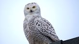 Rare Snowy Owl Is Causing a Stir in a SoCal Suburb: 'Like Seeing Santa Claus on a Beach'