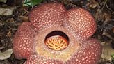 Las extrañas y apestosas flores Rafflesia podrían desaparecer del Planeta