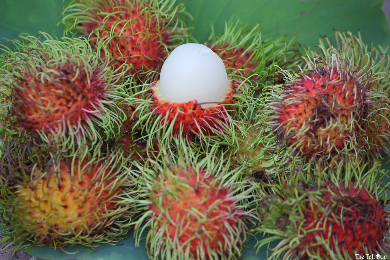 Saib Duab Txhua Yam - Page 9 Rambutan+Fruit+Tropical+Fruit