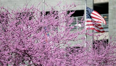 Cooper vetoes bill that would let billboard companies cut more trees along NC roads