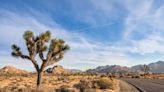 Officials looking to expand Joshua Tree National Park, create new California national monument