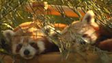 Red pandas arrive at Lehigh Valley Zoo