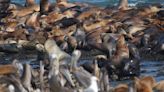 'Unusual event': Over 250 dead sea lion pups found on California island, puzzling researchers