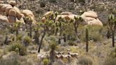 Extreme drought prompts closure of Joshua Tree trail to ensure water for bighorn sheep