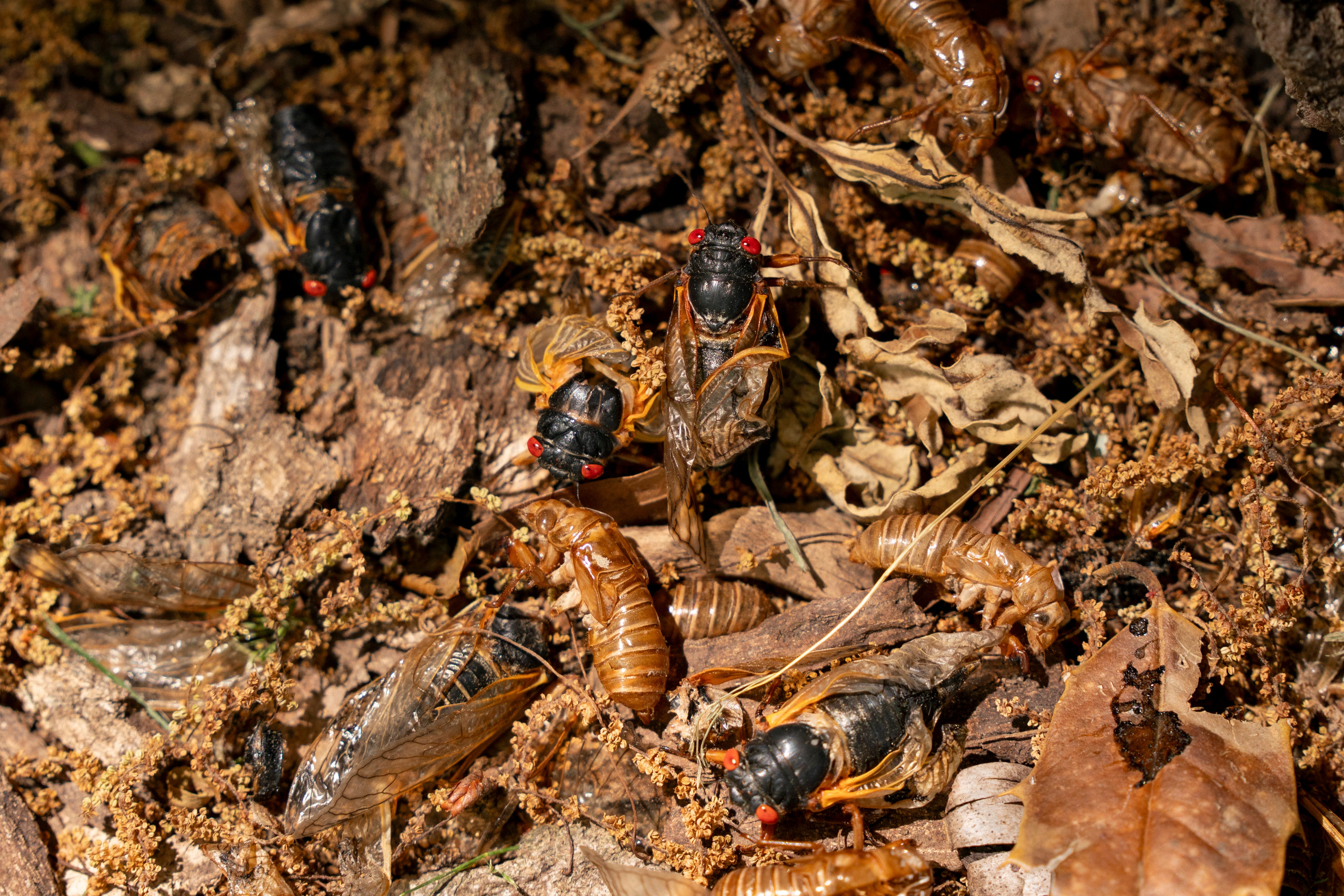 Surprisingly, cicada broods keep going extinct. Some experts are working to save them.