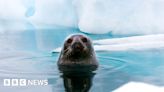 Ozone hole: Why Antarctic wildlife is being 'sunburnt’