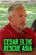 Cesar to the Rescue Asia