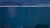 Estudio advierte una drástica disminución del krill antártico para el año 2100