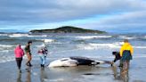 Rare whale found on beach could provide wealth of data for experts