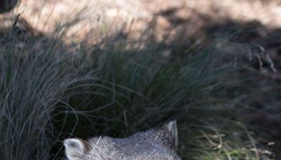 Promeneur de wombat, enquêteur paranormal… : les jobs d’été excentriques de la Tasmanie