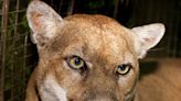 Mountain lion P-22, Los Angeles' famed ‘Hollywood Cat,’ captured for evaluation
