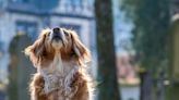 Connaissez-vous le «toutourisme» ? Ces vacances qui ont du chien !