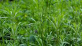 Cette herbe dans le jardin qui colle à nos vêtements est pourtant très utile