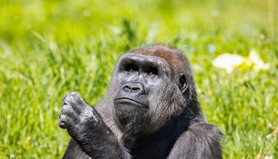 Philadelphia Zoo welcomes critically endangered western lowland gorilla