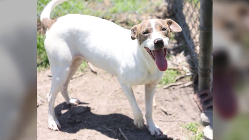 Pet of the Week: Unnamed Whippet/Pointer mix from the NHC Sheriff’s Office Animal Shelter | Fox Wilmington WSFX-TV