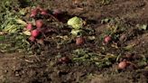 Student garden removed at Howard University