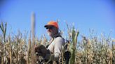 It’s pheasant hunting season in South Dakota: What you need to know