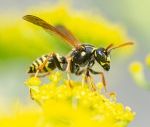 How to Get Rid of Wasps and Prevent Future Nests