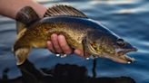 Like to fish for walleye? Michigan DNR offering prizes for those who share reports
