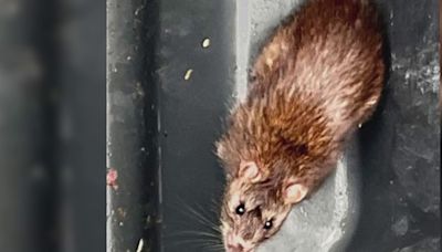 Rat problems persist in Hartford