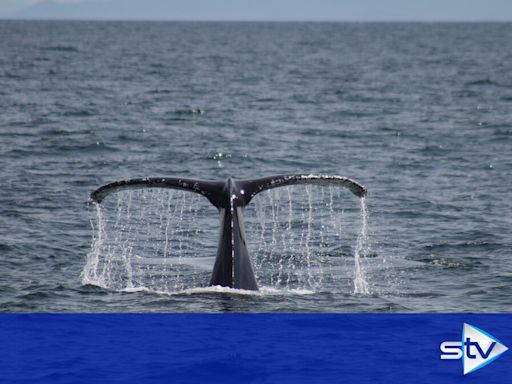 Cruise passengers 'squeal with excitement' after spotting never-before-seen whale