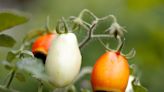 4 Simple Ways to Prevent Tomato Blossom End Rot From Ruining Your Harvest