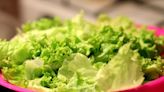 Lettuce said to be more susceptible to E. coli than other leafy vegetables