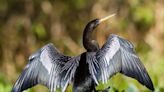 Managing the heat: Prisoners and wildlife cope with conditions | Candace McKibben