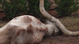 Stillwater Police Department serves search warrant after dead longhorn found at fraternity