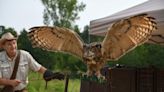 'A new passion for me': Falcon Quest birds bring awe-inspiring aerials to Augusta area