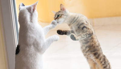 Indoor cat meets stray for the first time and it's love at first sight