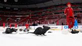 Why do Panthers fans throw plastic rats on the ice? Here's how this tradition got started.