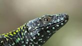“Incredible Hulk” Lizard Unveils Secrets of Evolutionary Adaptation