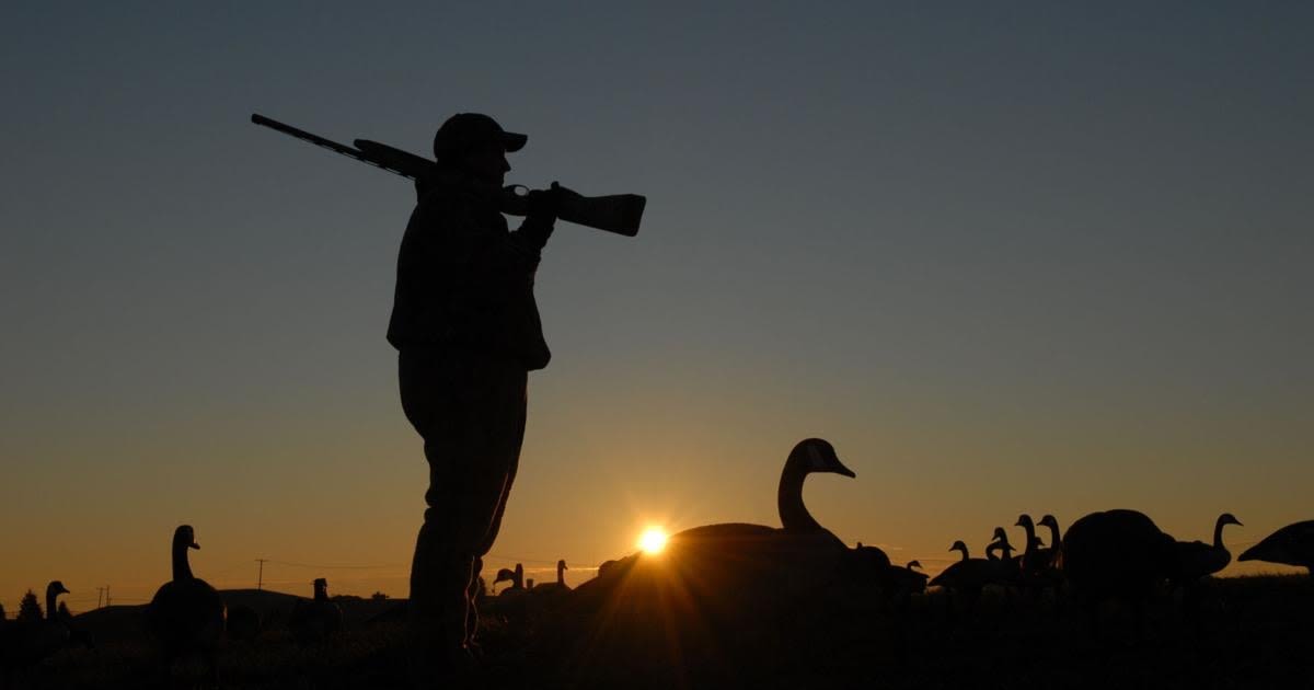 Pa. hunters faced with shorter goose season starting this fall