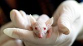 人鼠大腦！人類神經元成功植入鼠腦 美研究：盼測試阿茲海默症新療法