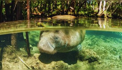 Florida: Kayaking with manatees in Crystal River