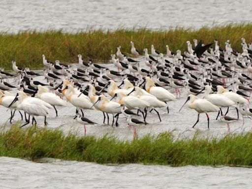 香山濕地金城湖清淤 打造候鳥友善棲息與覓食空間
