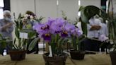 El Salvador muestra la belleza e importancia de las orquídeas en una exposición