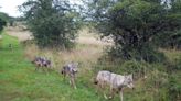 ‘A paradise out there’: Gray wolves at home with US Army’s sounds of battle in Bavaria