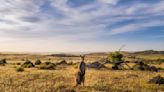 Australia's Kangaroo Island Wilderness Trail reopens after bushfires