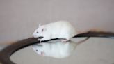 Landmark study suggests mice can pass the mirror test, a standard for measuring self-awareness