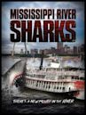 Mississippi River Sharks