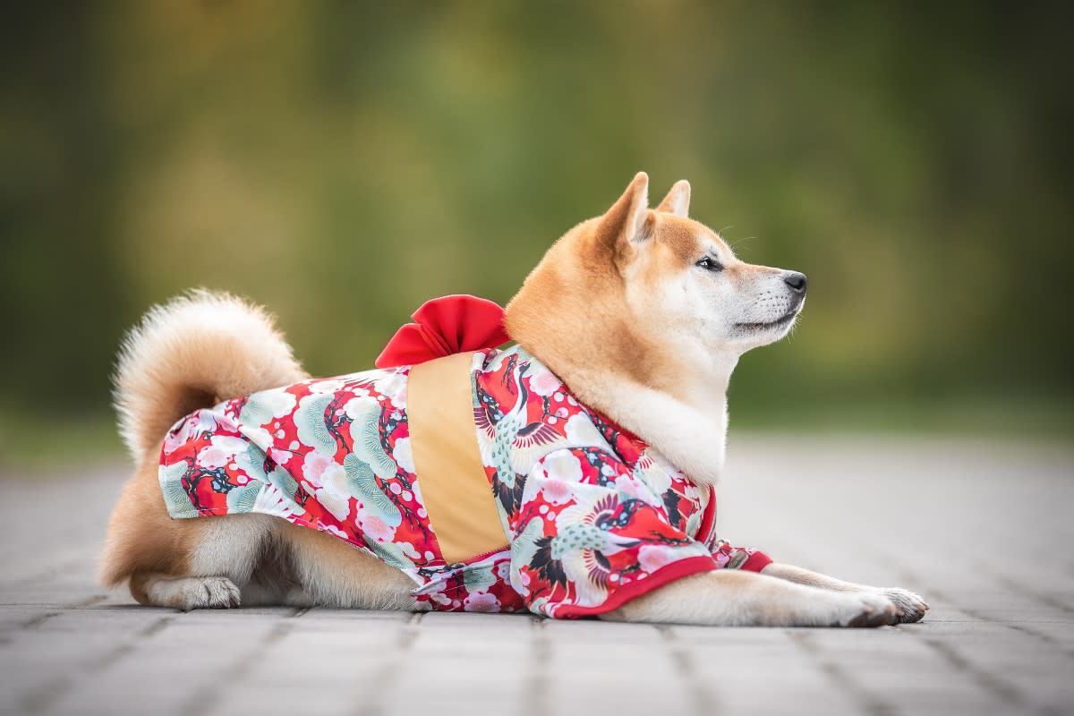 200 Japanese Dog Names Steeped in Tradition and Culture