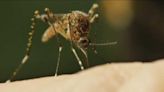 Collier Mosquito Control District to resume aerial treatments Monday night