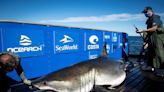 1,400-pound great white shark known for its shark 'drawing' pings off Florida coast again