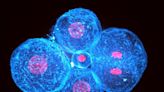 Cell contraction drives the initial shaping of human embryos, study finds