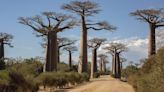 Scientists solve mystery of ancient 'tree of life'